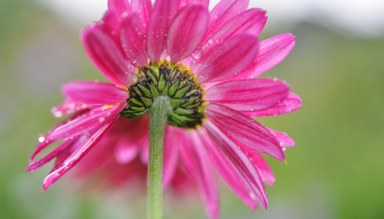 flower daisy nature free photo