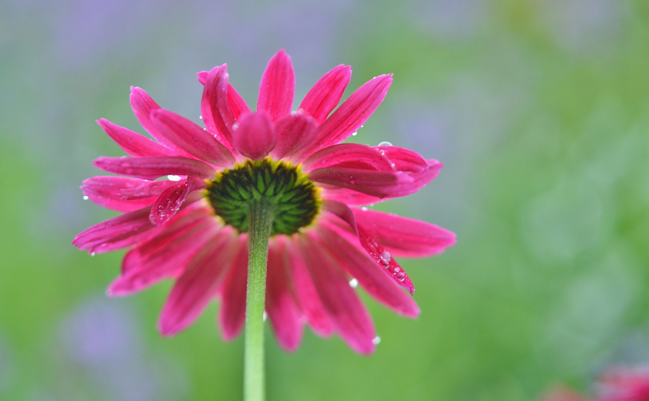 flower daisy nature free photo