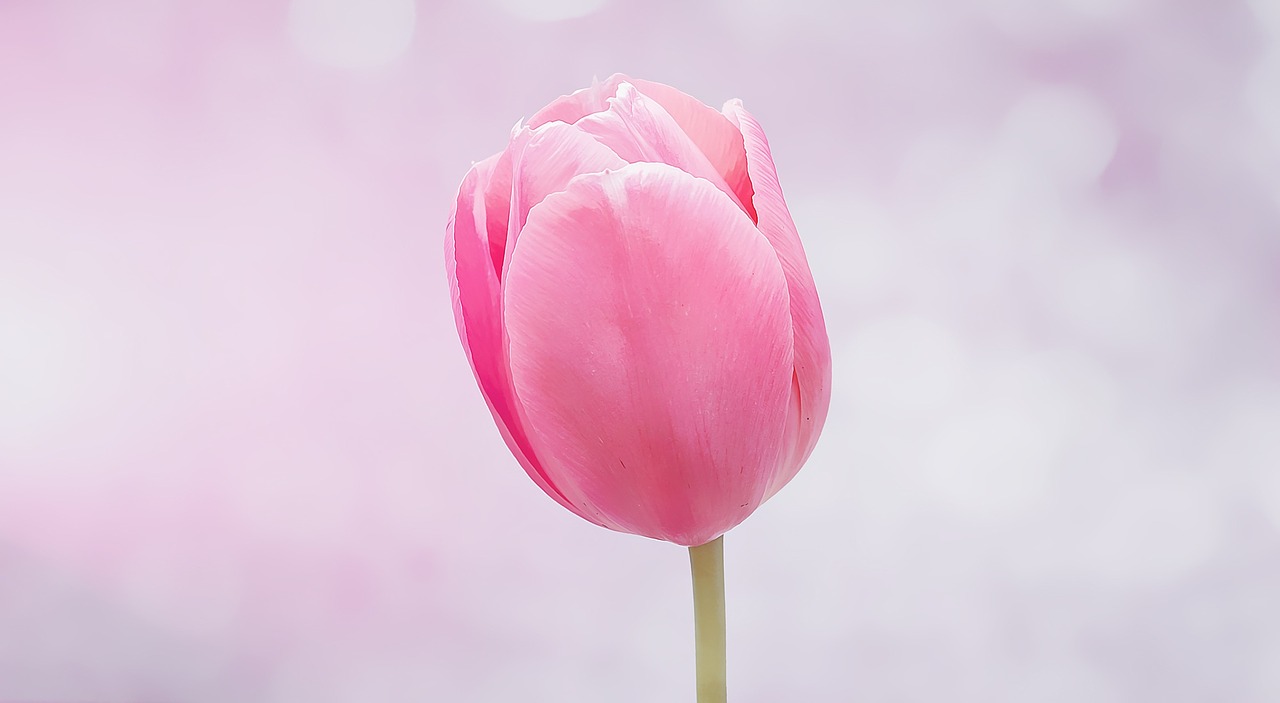 flower tulip blossom free photo