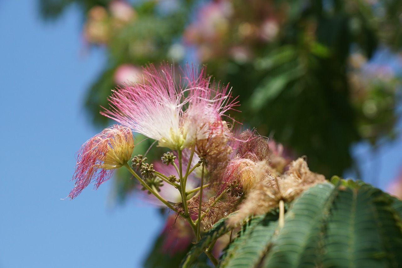 flower pink bush free photo