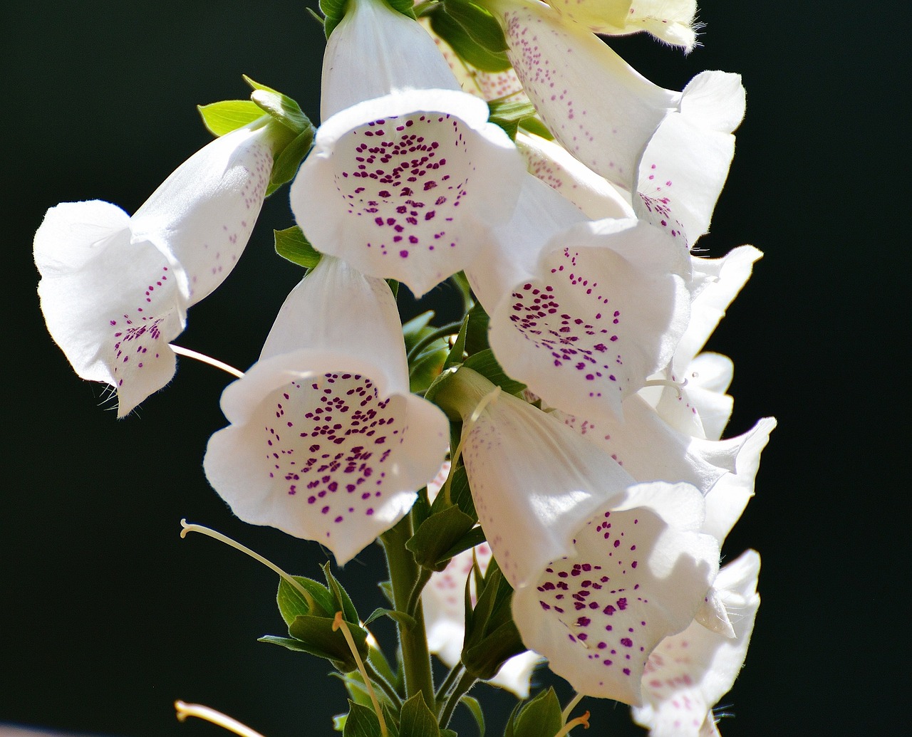 flower white summer free photo