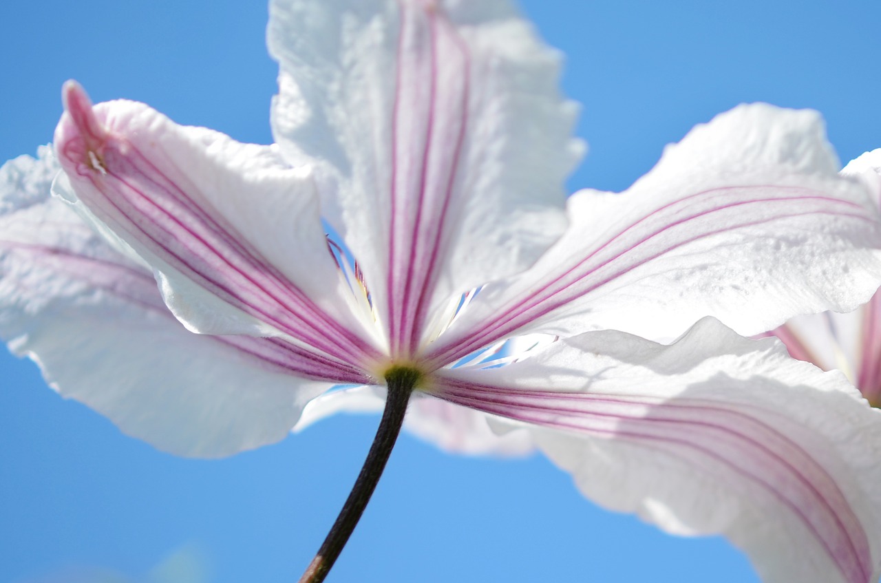 flower purple nature free photo