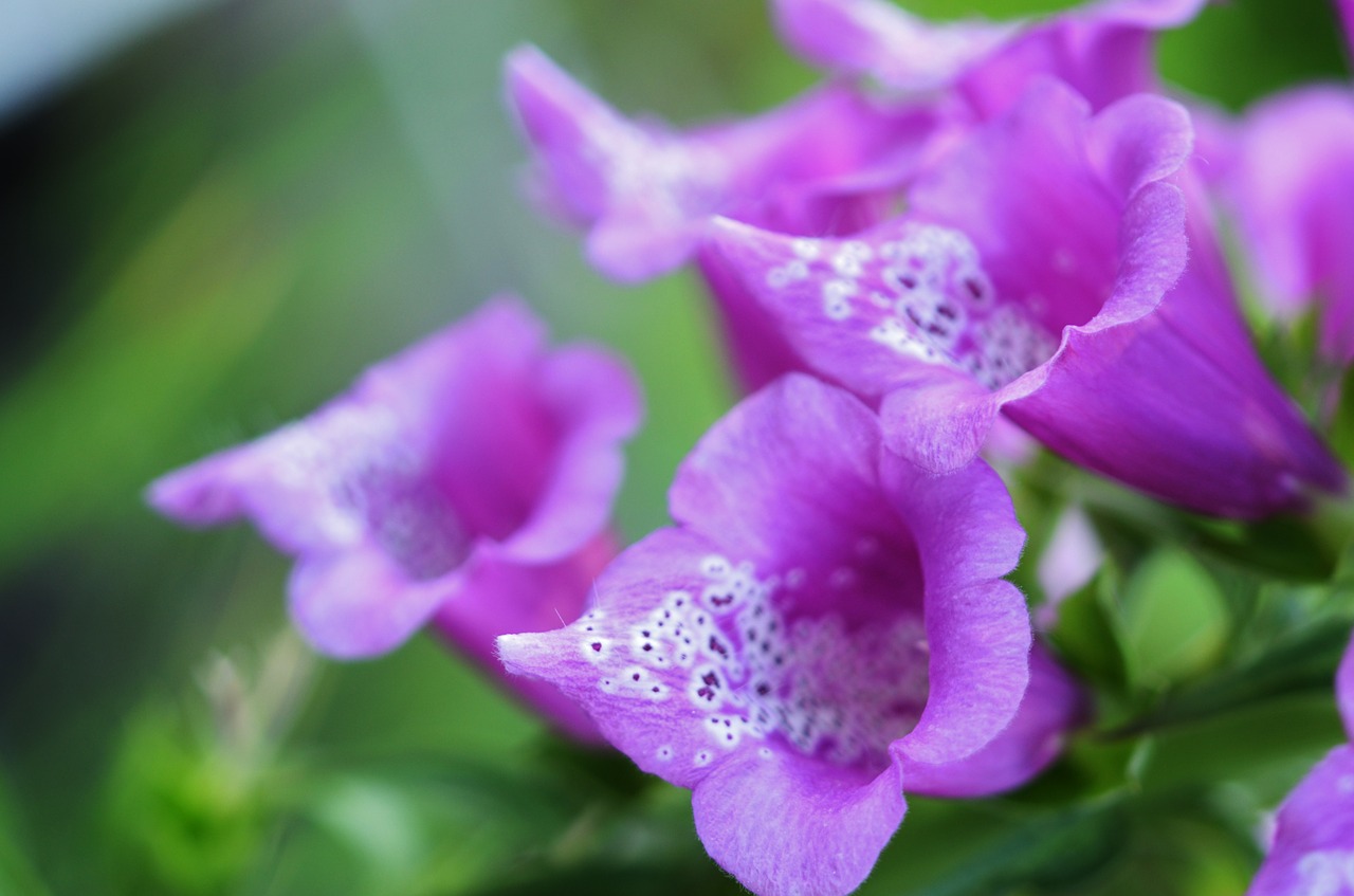 flower purple nature free photo