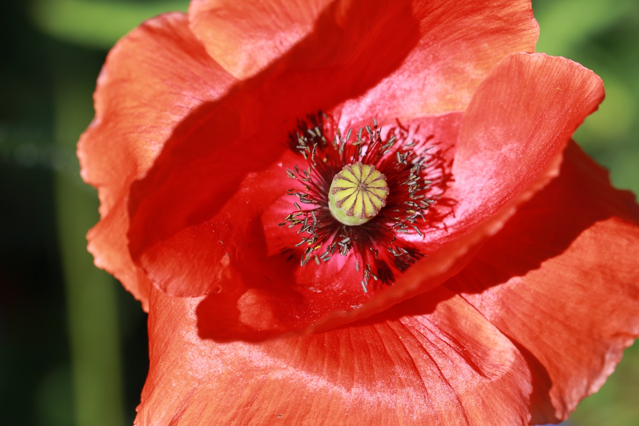 flower poppy blossom free photo