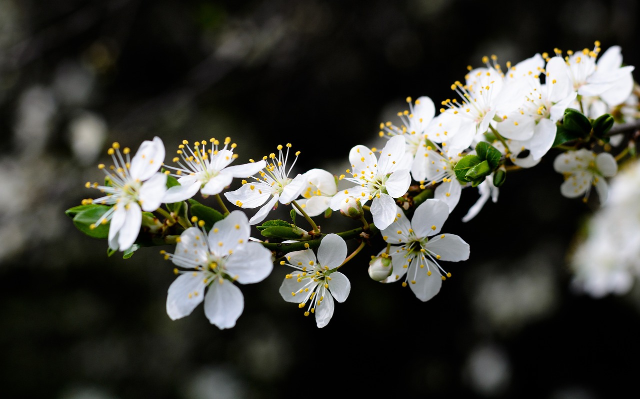 flower blossom blooming free photo