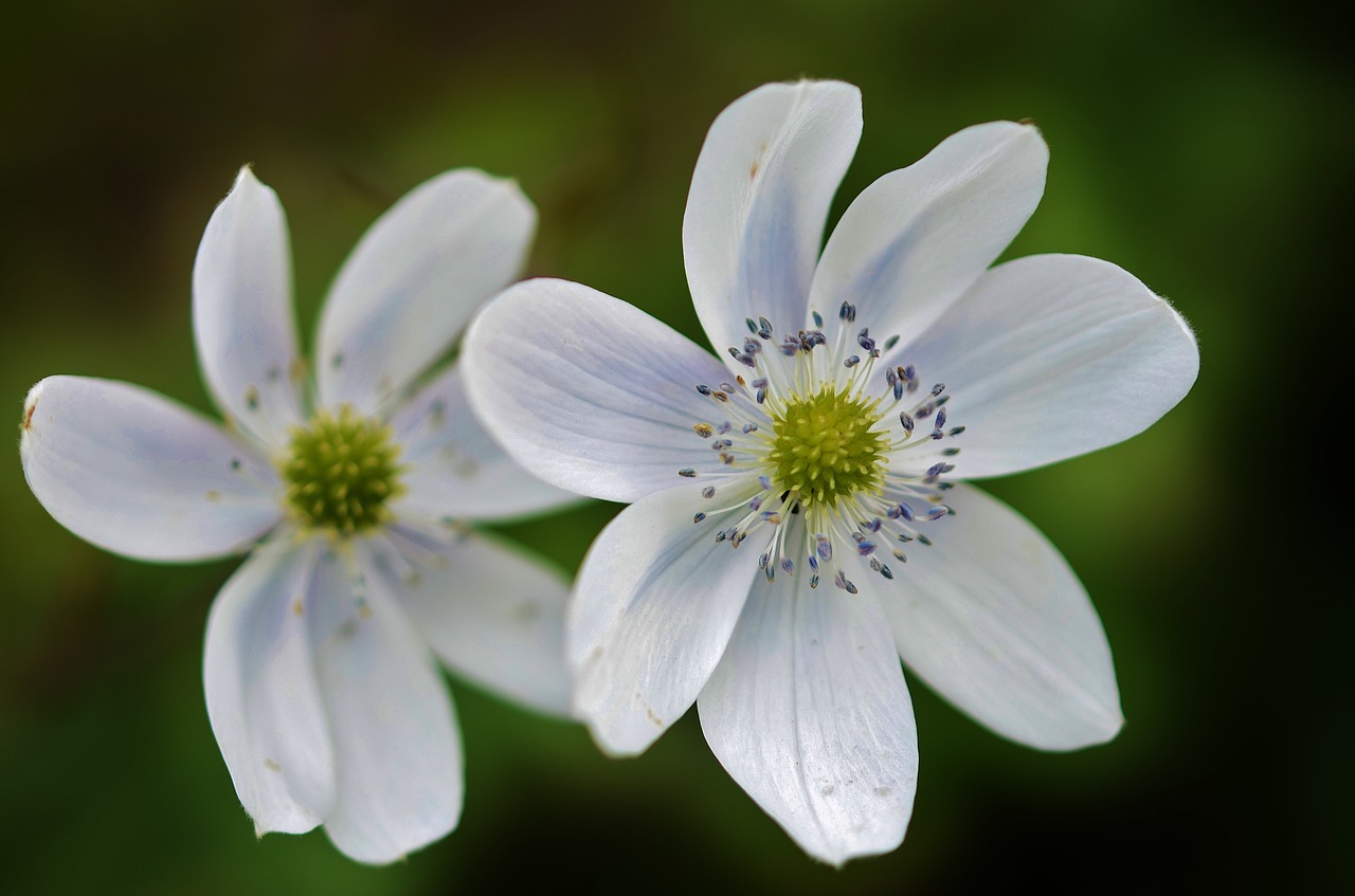 flower white nature free photo