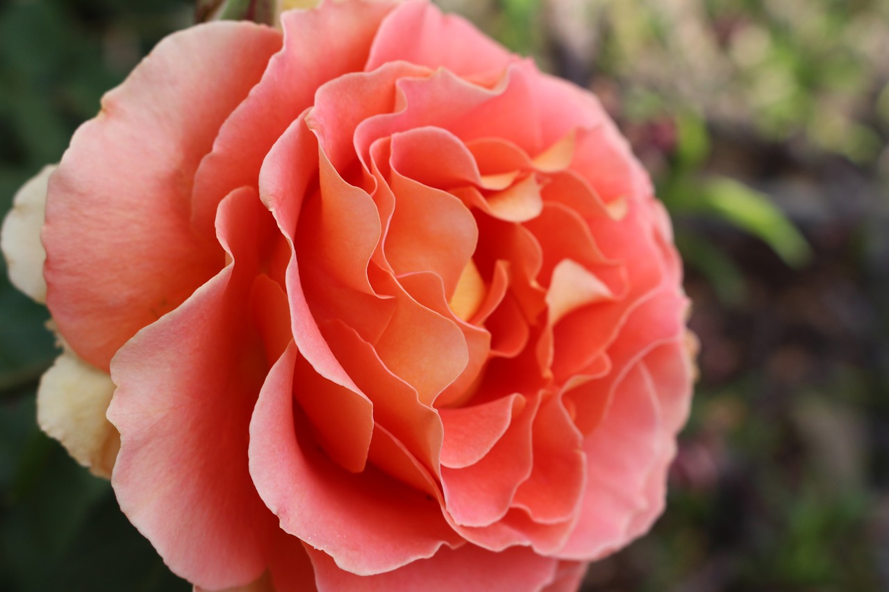 flower rose garden free photo