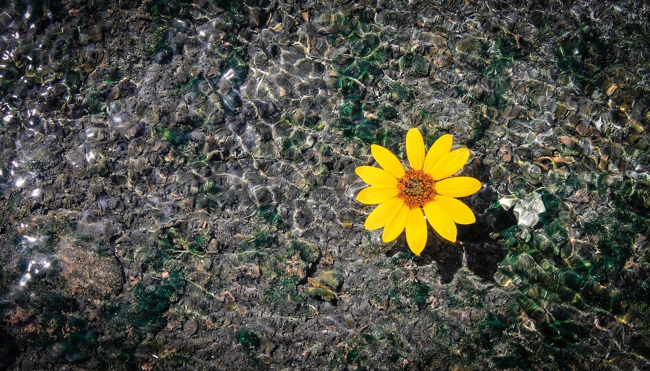 flower swimming water free photo