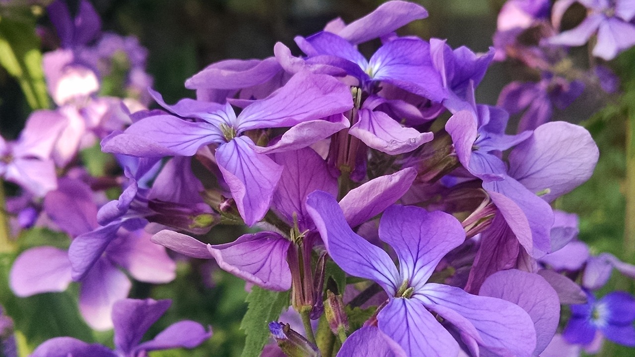 flower purple blossom free photo