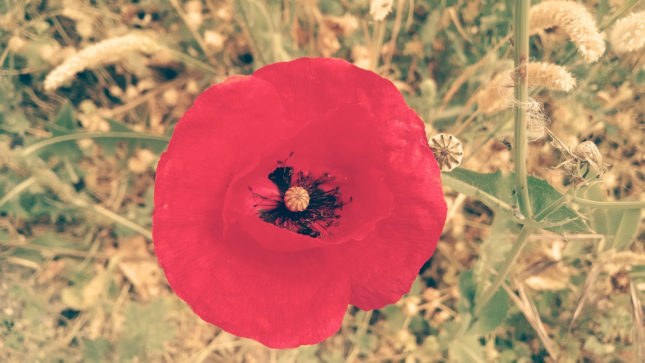 flower poppy red free photo