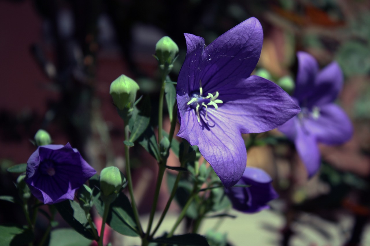 flower balloon flower blossom free photo