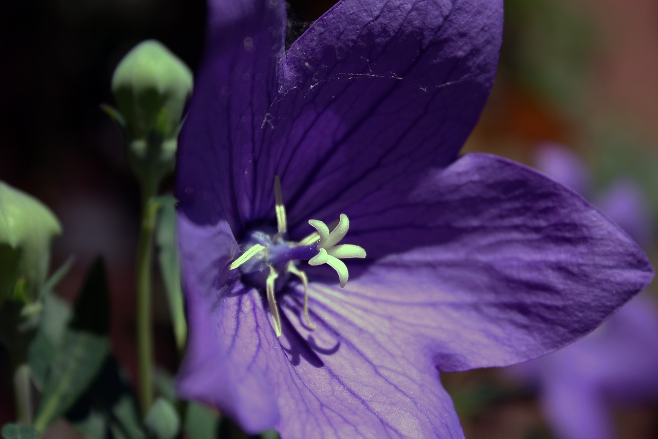 flower balloon flower blossom free photo