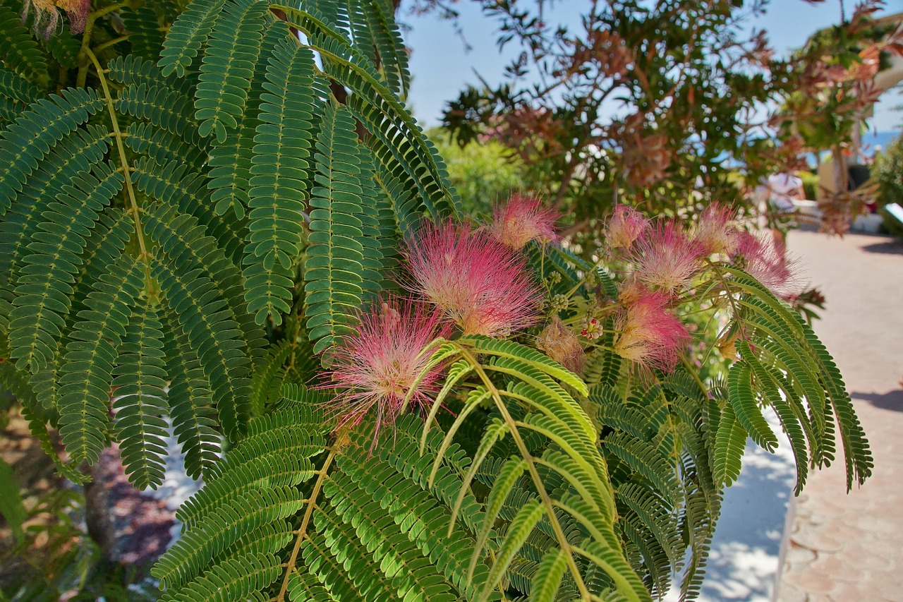 flower flowering tree pink flower free photo