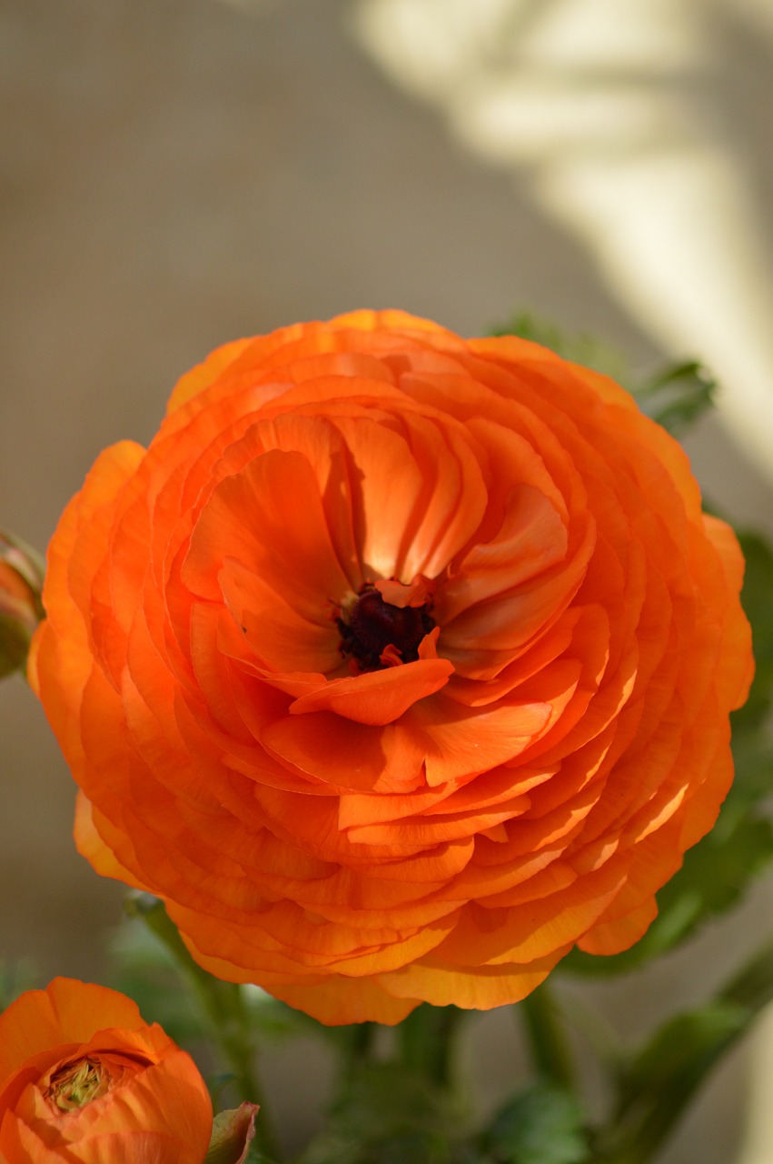 flower orange petals free photo