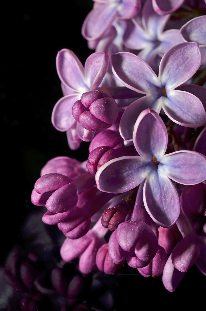 flower syren purple free photo