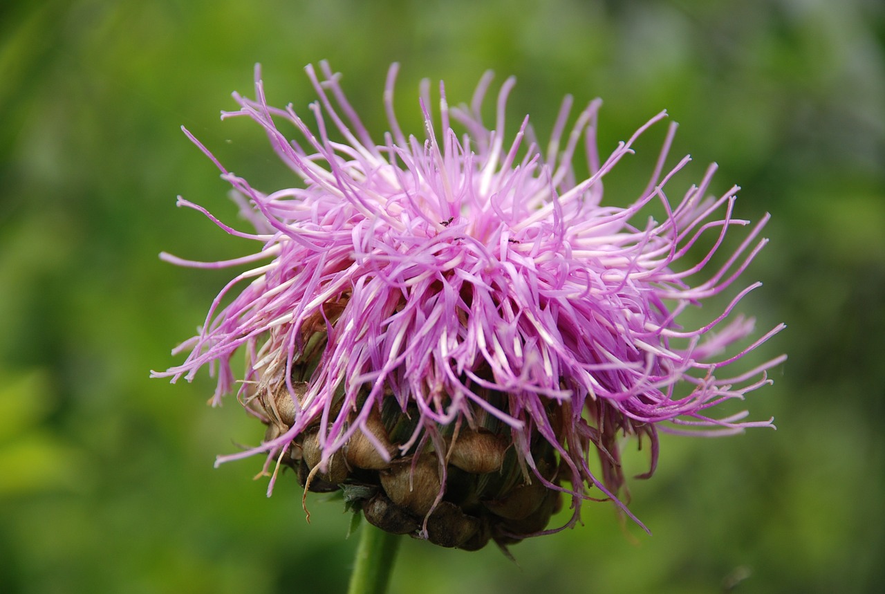 flower flowers plant free photo