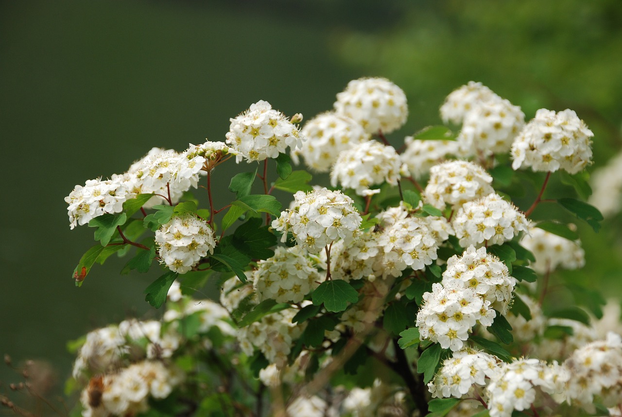 flower flowers plant free photo