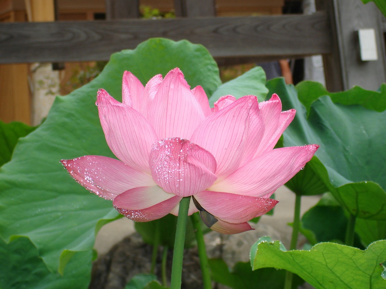 flower lotus buddhism free photo