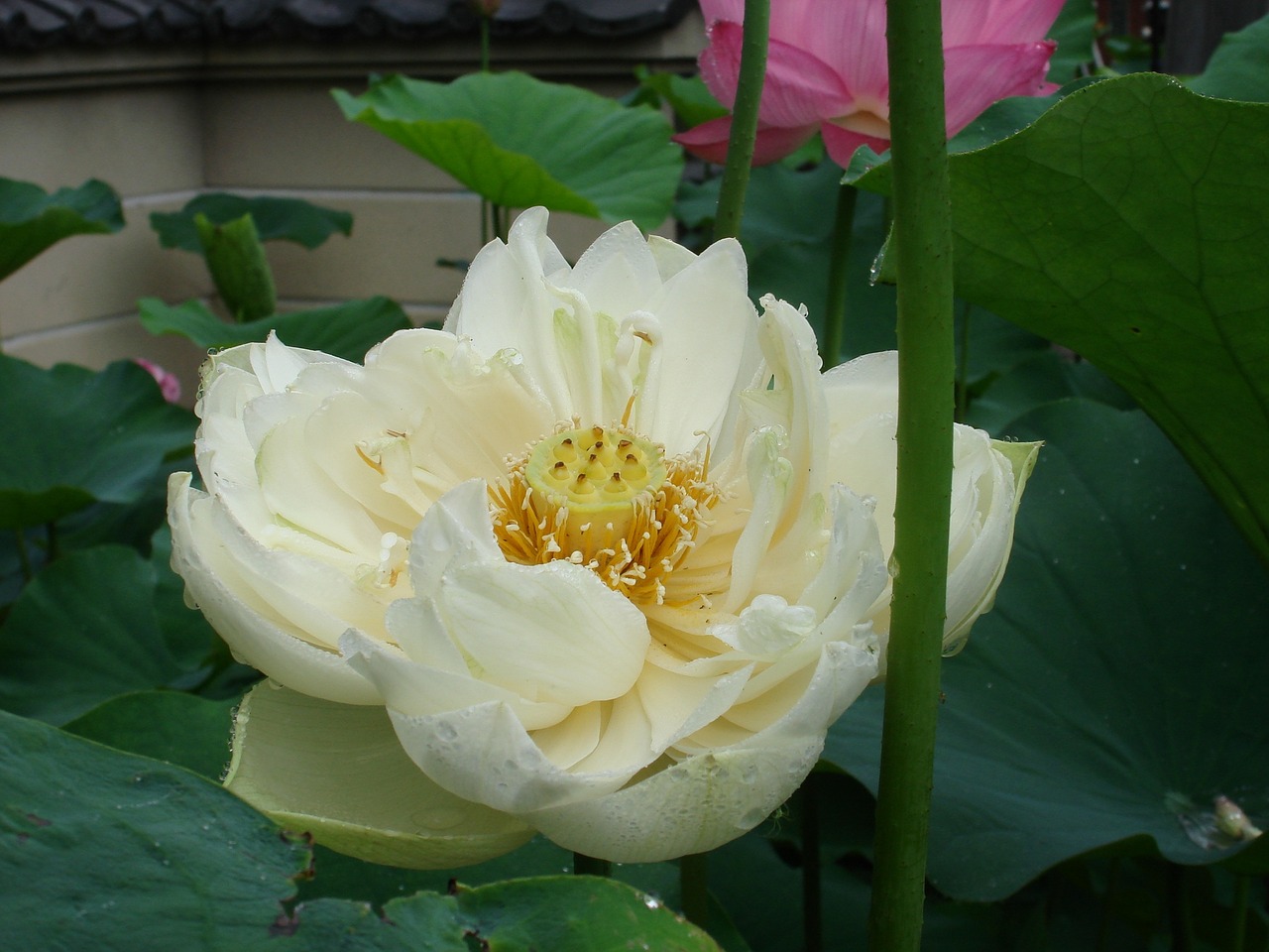 flower lotus buddhism free photo