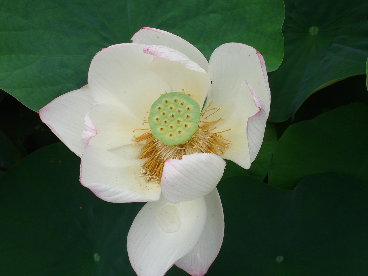 flower lotus buddhism free photo