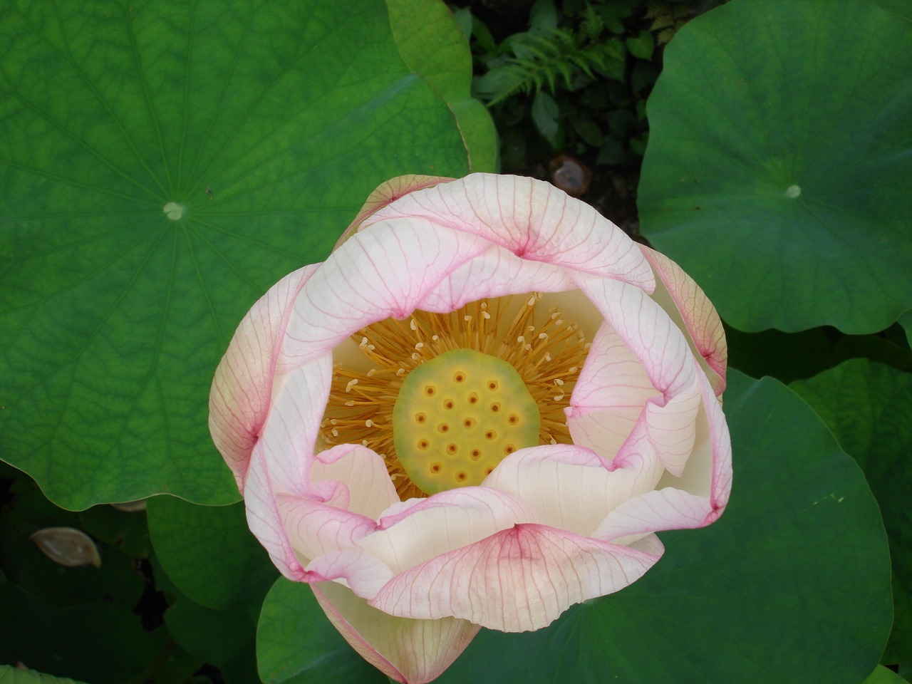 flower lotus buddhism free photo