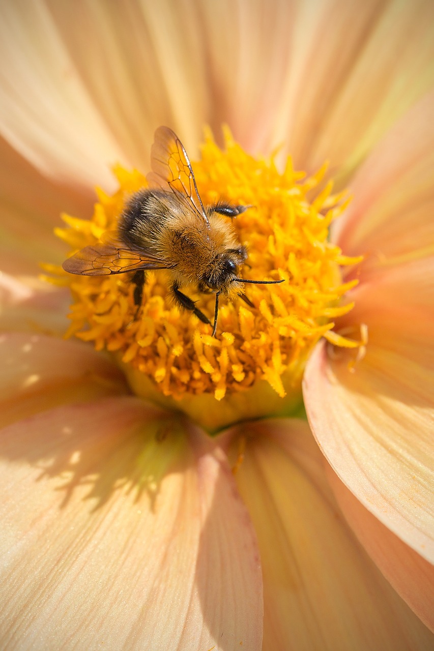 flower bee nature free photo