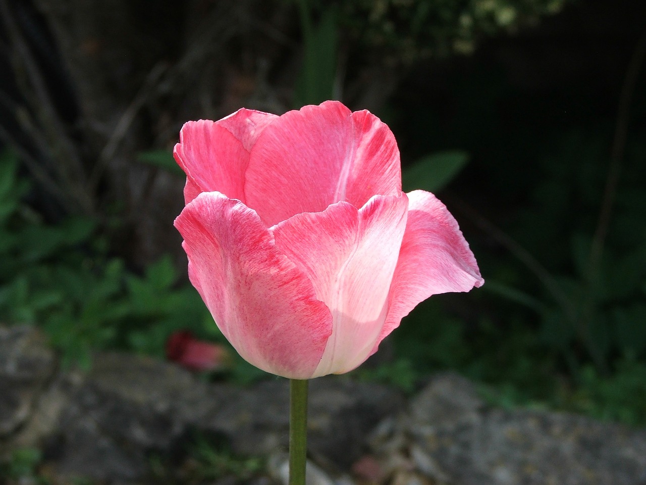 flower pink flower nature free photo