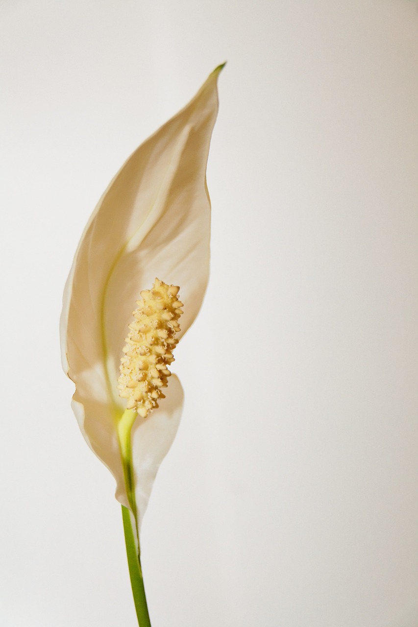 flower houseplant blossom free photo