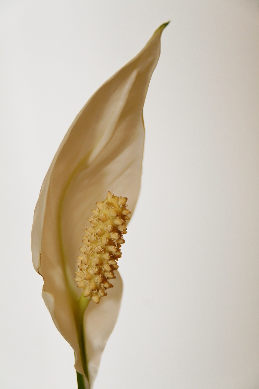 flower houseplant blossom free photo