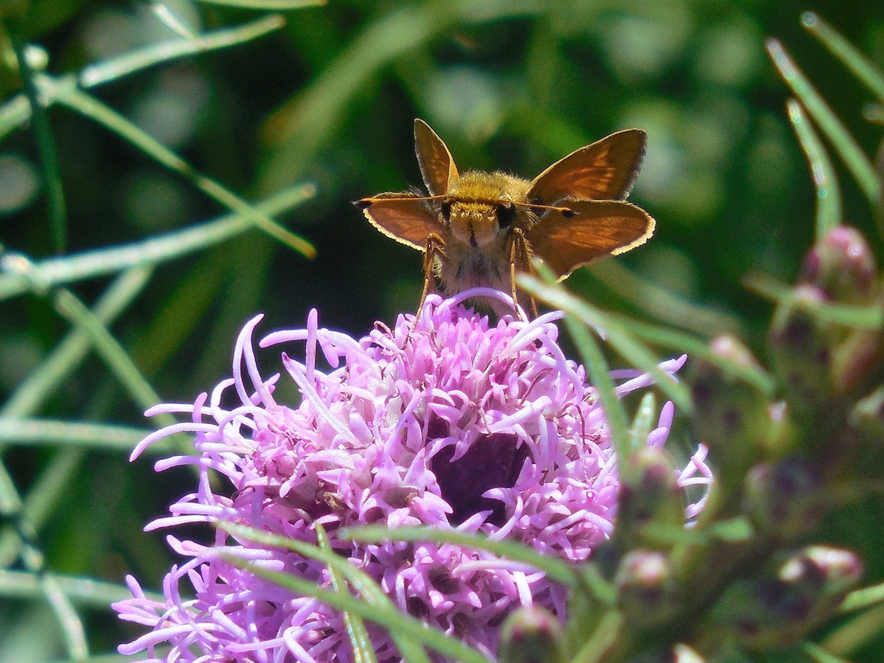 flower butterfly nature free photo