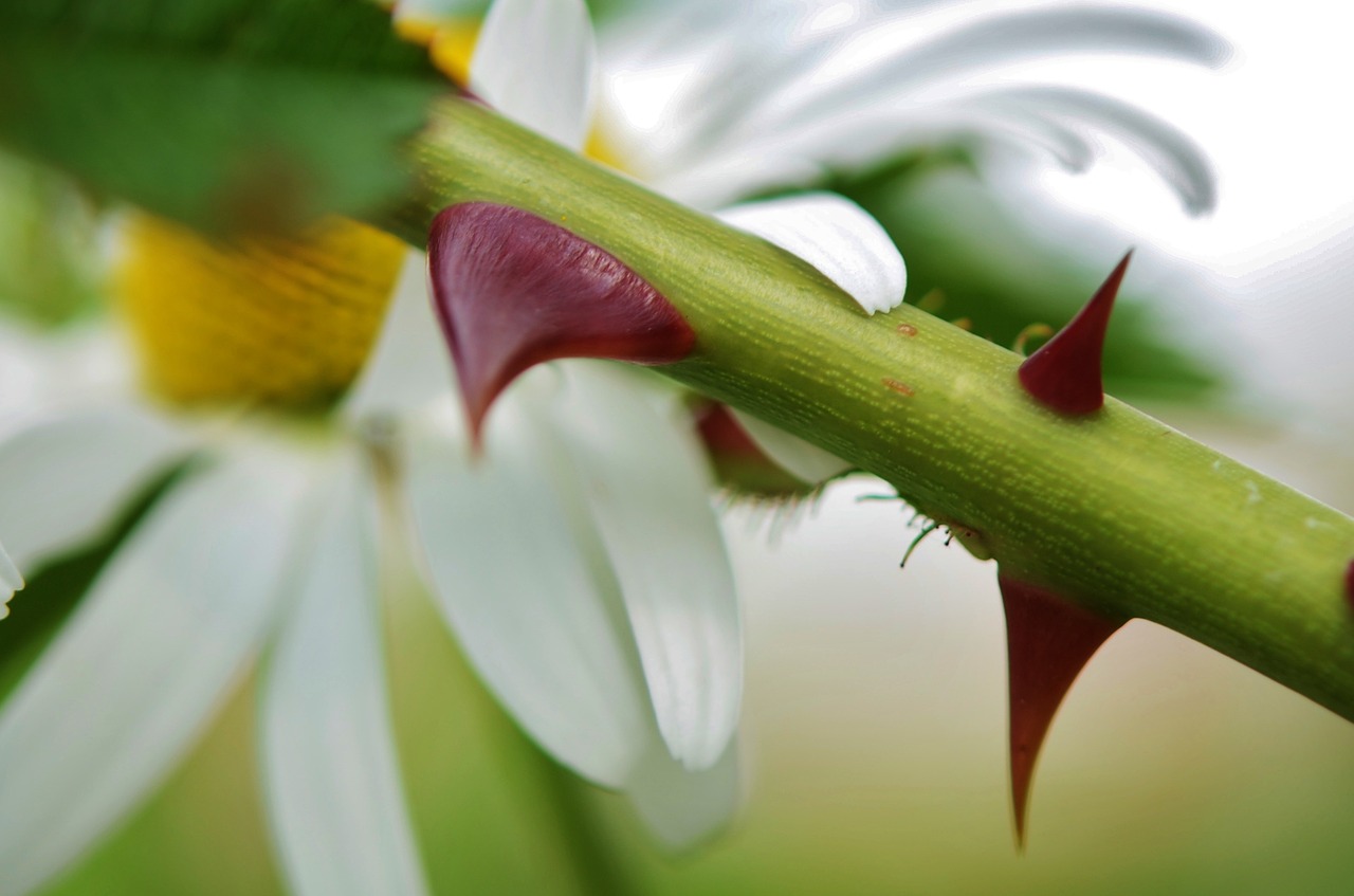 flower daisy nature free photo