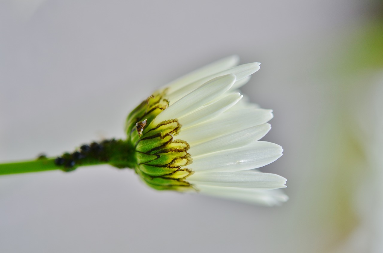 flower daisy nature free photo