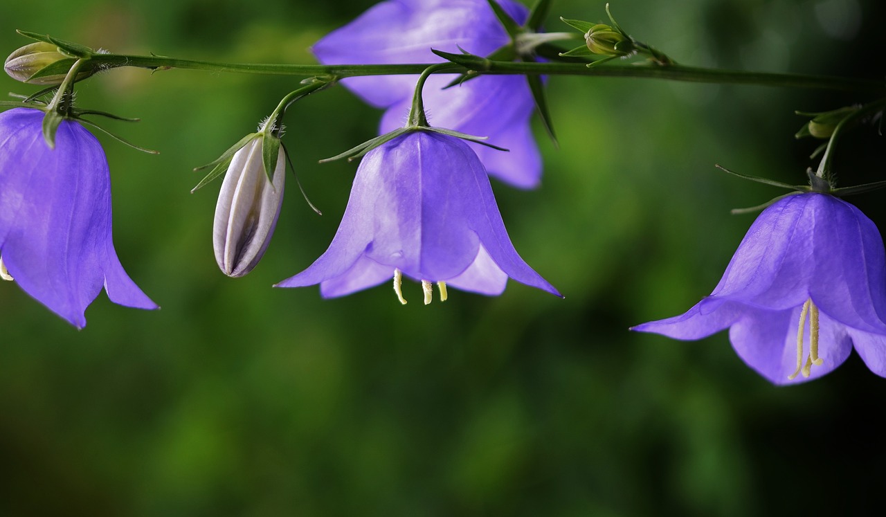 flower blue nature free photo