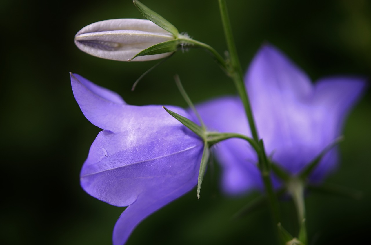 flower blue nature free photo