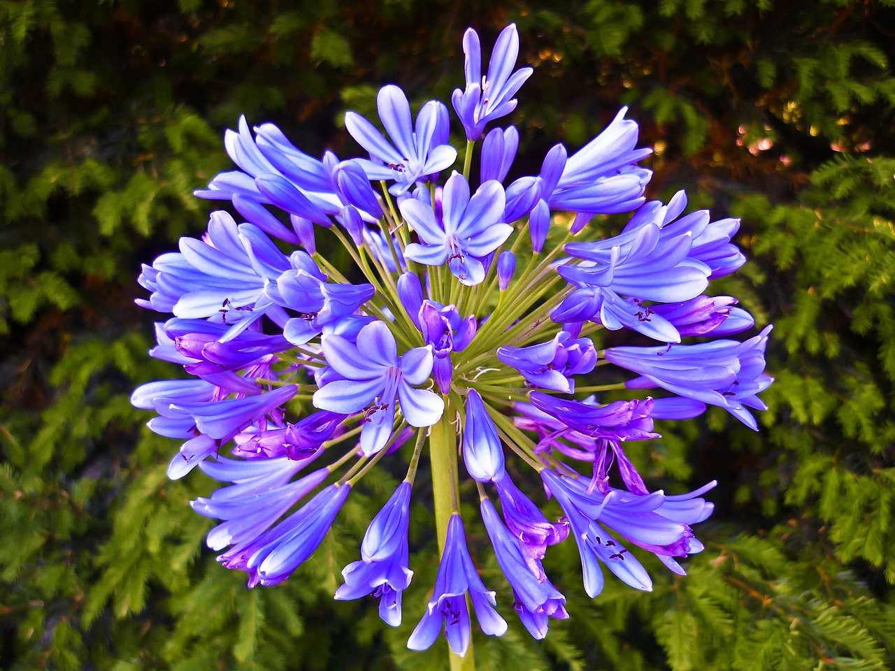 flower macro flourished free photo