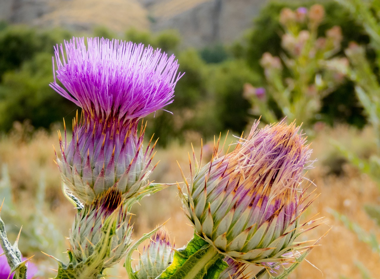 flower thistle thorns free photo