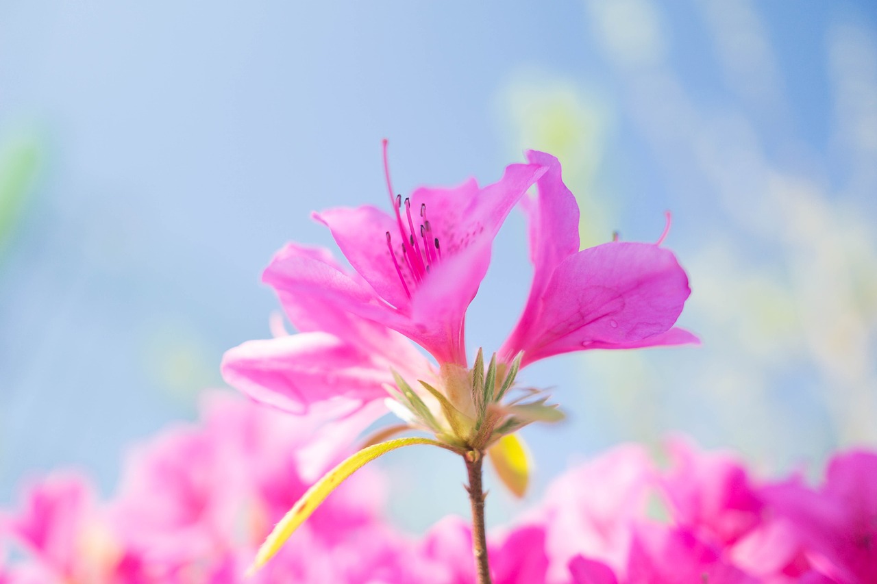 flower pink nature free photo