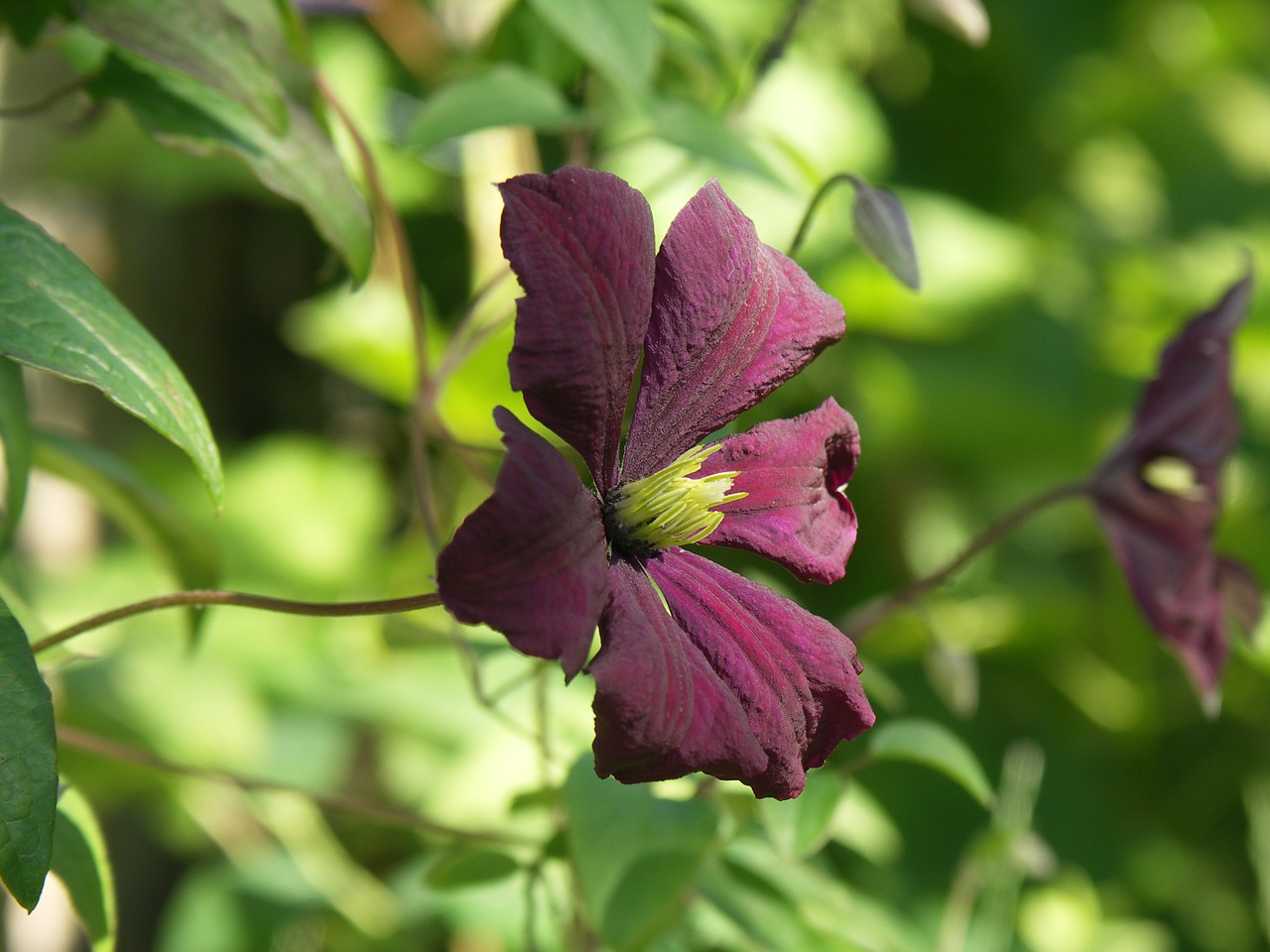 blossom bloom purple free photo