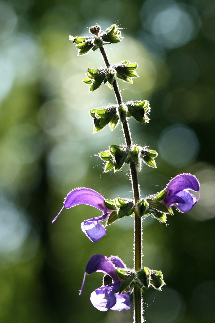 flower purple macro free photo