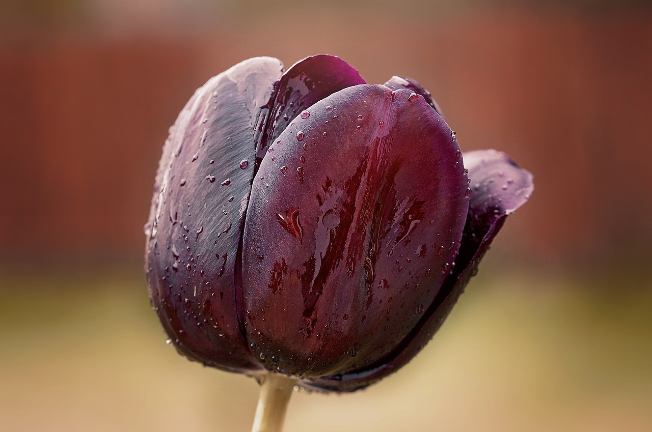 flower tulip blossom free photo