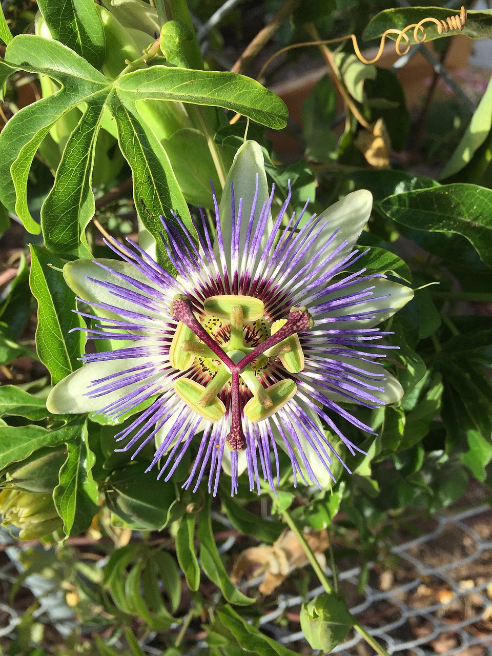 flower passion fruit maracuja free photo