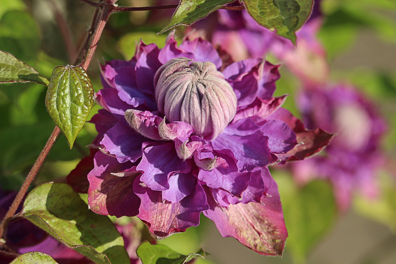 flower violet green free photo