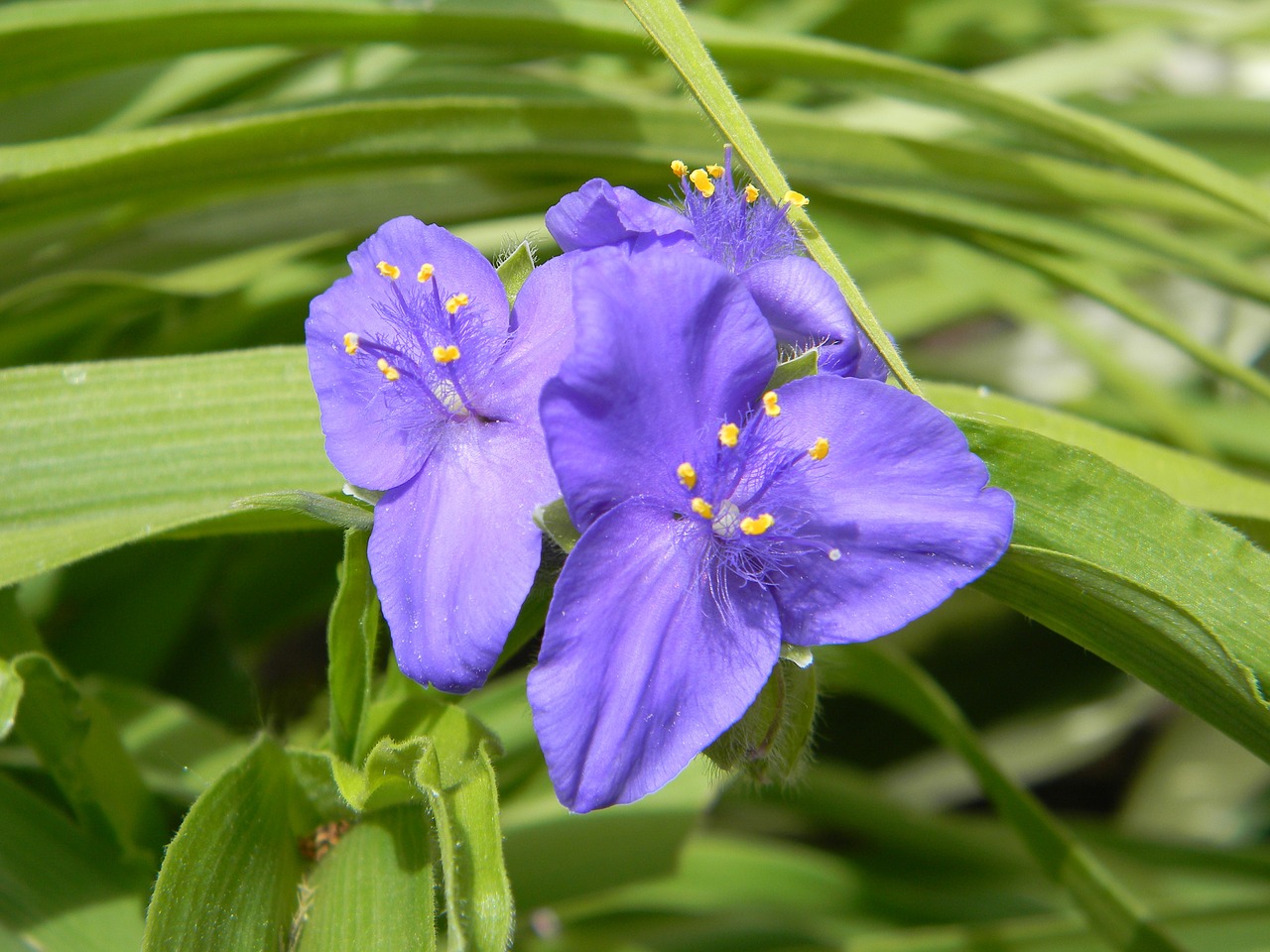 flower nature purple free photo