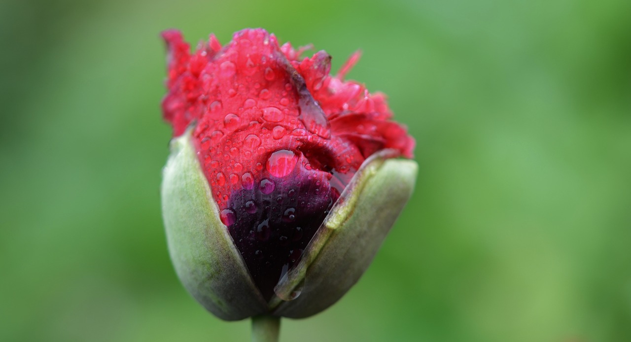 flower red water free photo