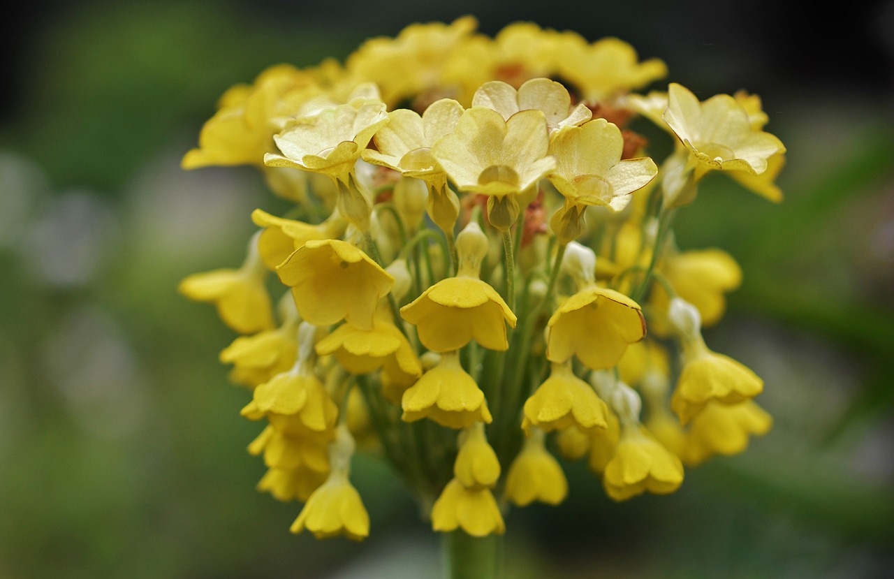 flower yellow floral free photo