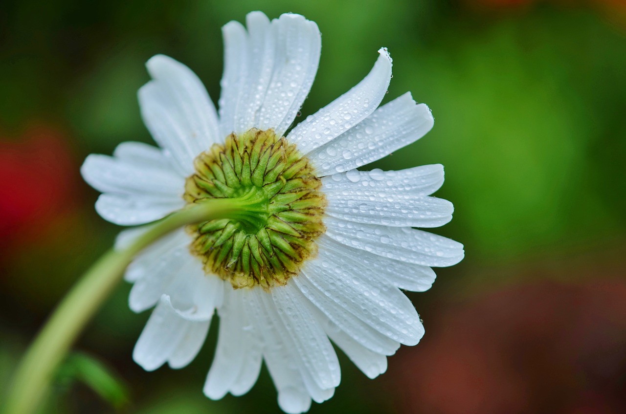 flower daisy white free photo