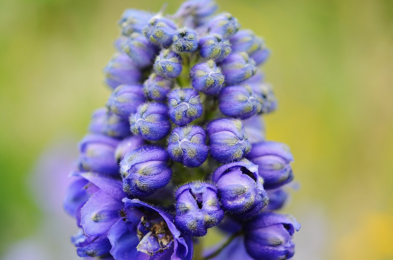 flower blue floral free photo