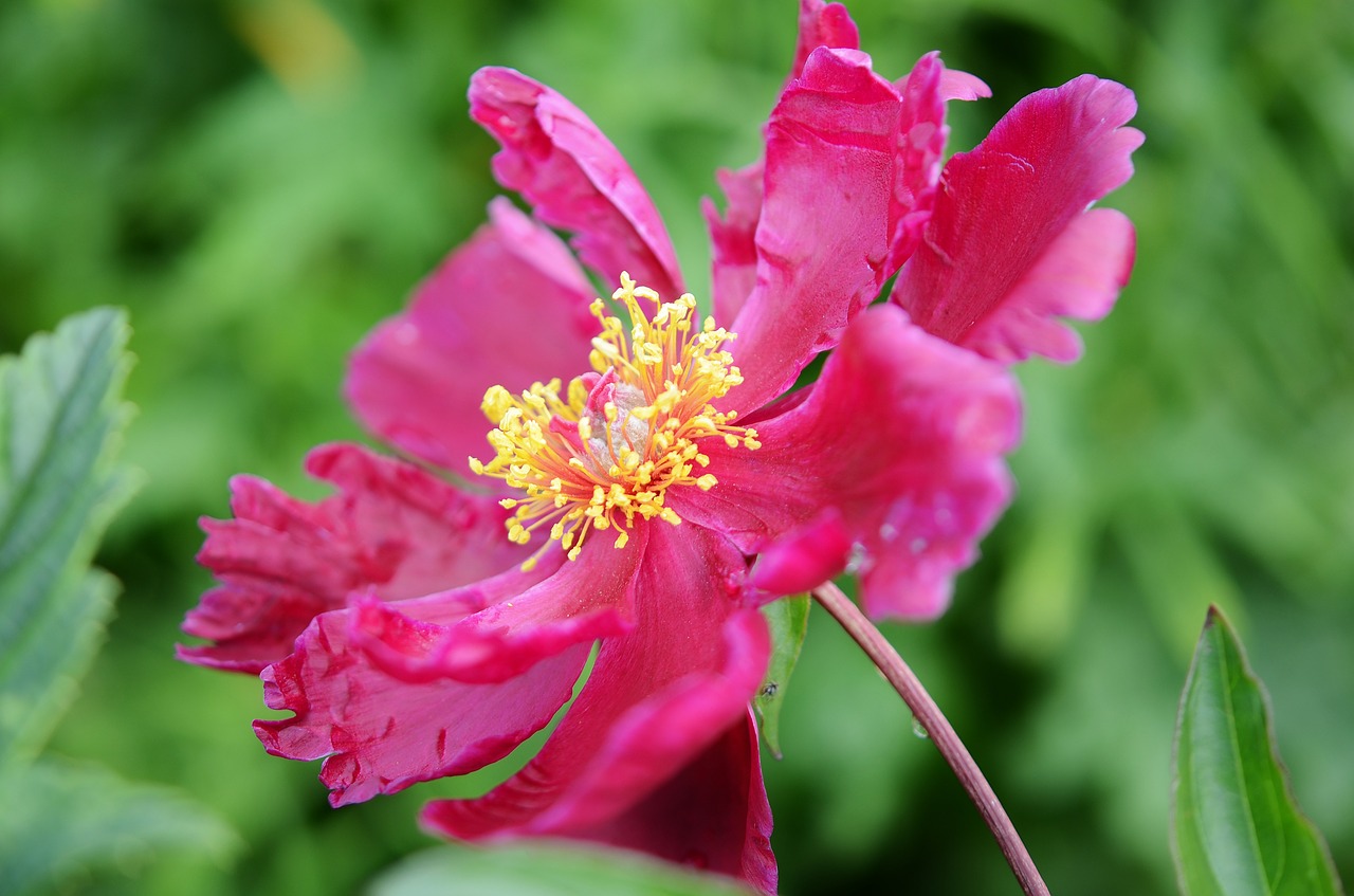 flower red floral free photo