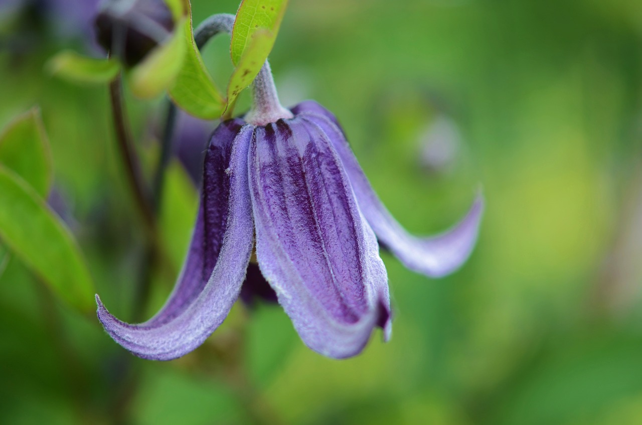 flower purple nature free photo