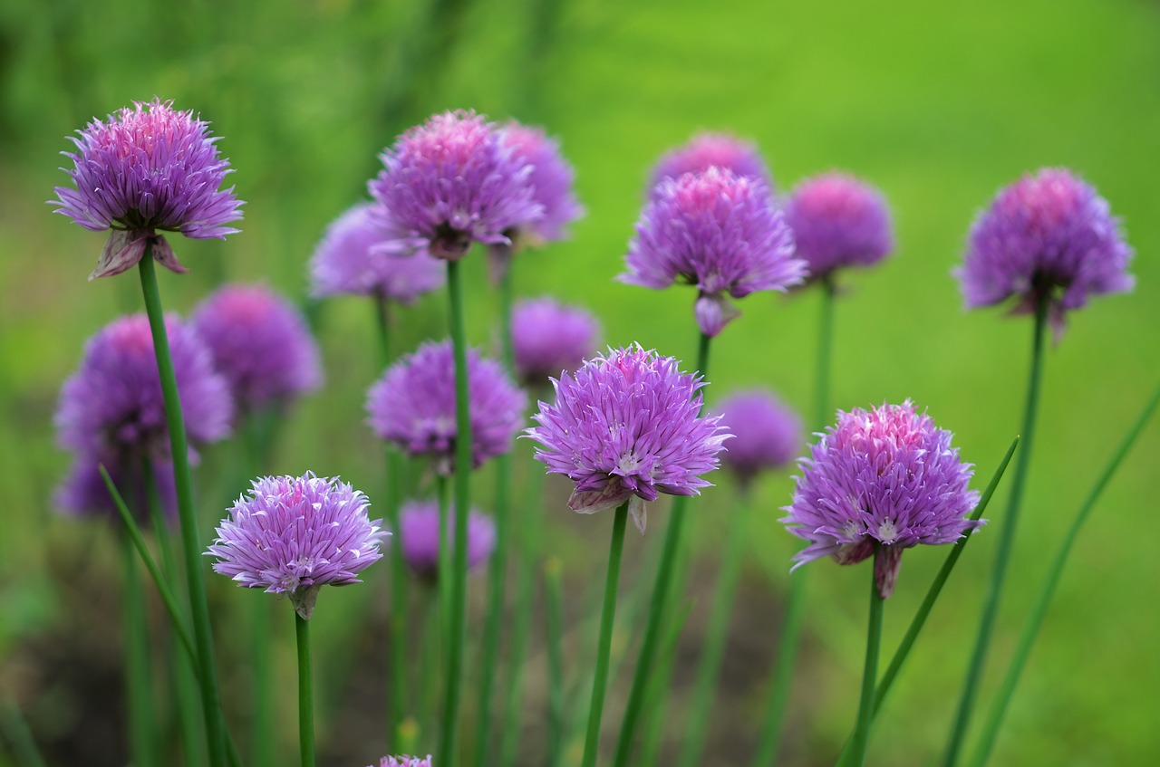 flower purple floral free photo